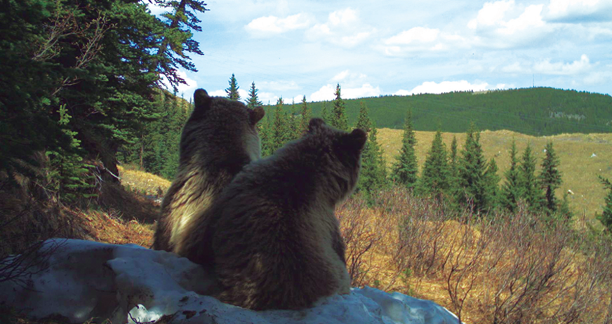 Two bears sitting on a snowy hillside, overlooking a forested landscape under a blue sky.